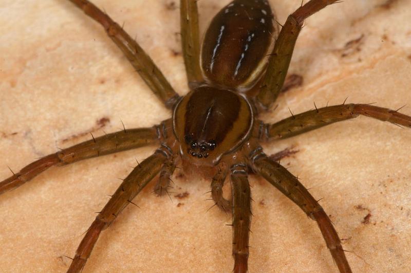 Dolomedes_instabilis_D7974_Z_89_North Stradbroke island_Australie.jpg